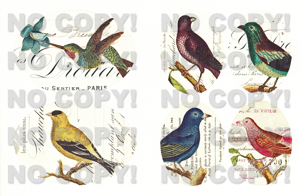 Cavalliniシール BirdStickersの拡大画像1