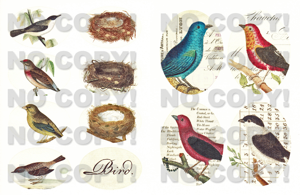 Cavalliniシール BirdStickersの拡大画像2