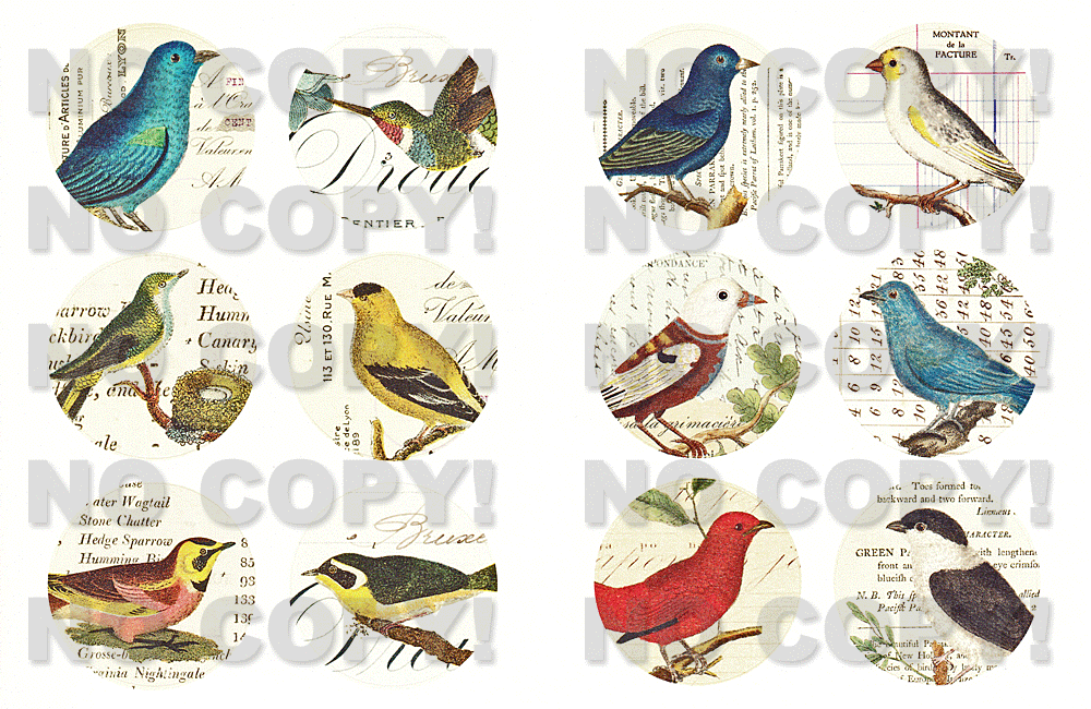 Cavalliniシール BirdStickersの拡大画像4